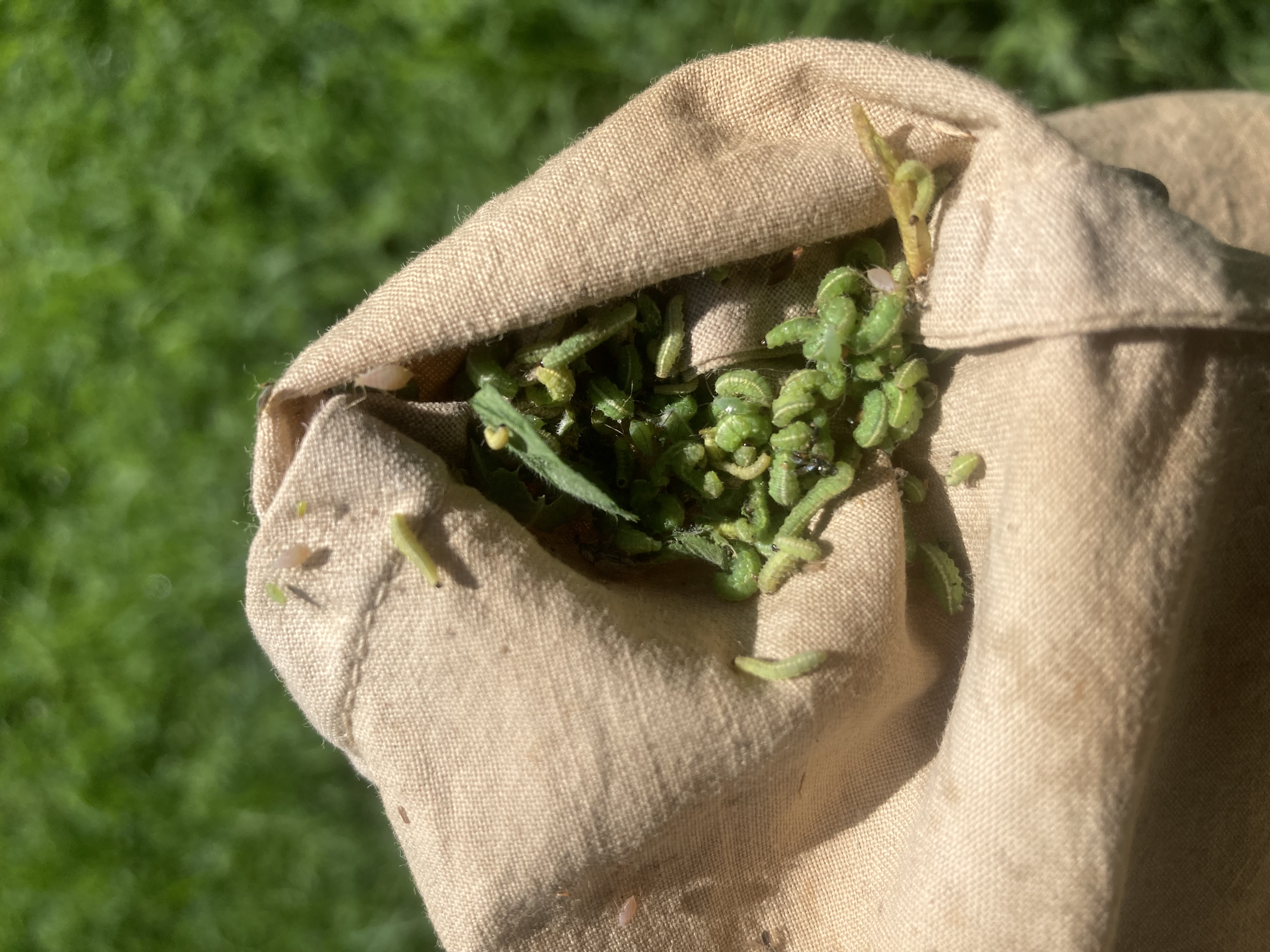 Alfalfa weevil in sweep net.jpg